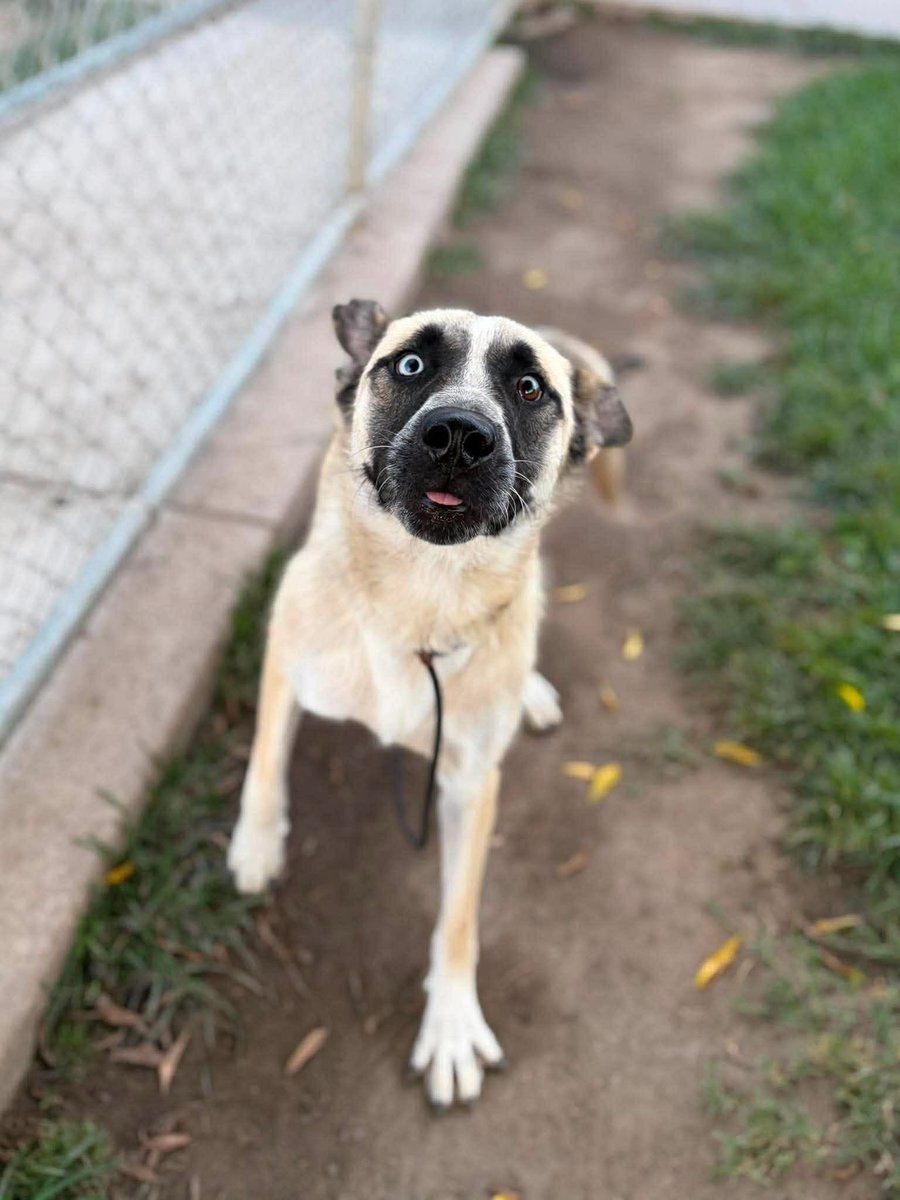 luv2laugh12's tweet photo. Can anyone save Pippa? 🙏  She is only 1 yr old!

She has been scheduled to be 💉on Monday 7/27 at 6:30 a.m. by the shelter director at Stanislaus Animal Services Agency in Modesto, CA! 😳 …despite there being plenty of empty kennels (this shelter usually has 40+ empty kennels). https://t.co/PNx77ucnrW