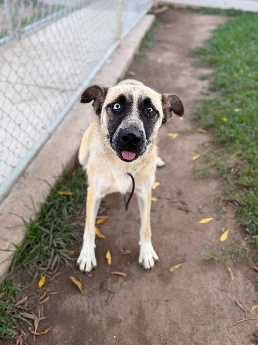 luv2laugh12's tweet photo. Can anyone save Pippa? 🙏  She is only 1 yr old!

She has been scheduled to be 💉on Monday 7/27 at 6:30 a.m. by the shelter director at Stanislaus Animal Services Agency in Modesto, CA! 😳 …despite there being plenty of empty kennels (this shelter usually has 40+ empty kennels). https://t.co/PNx77ucnrW