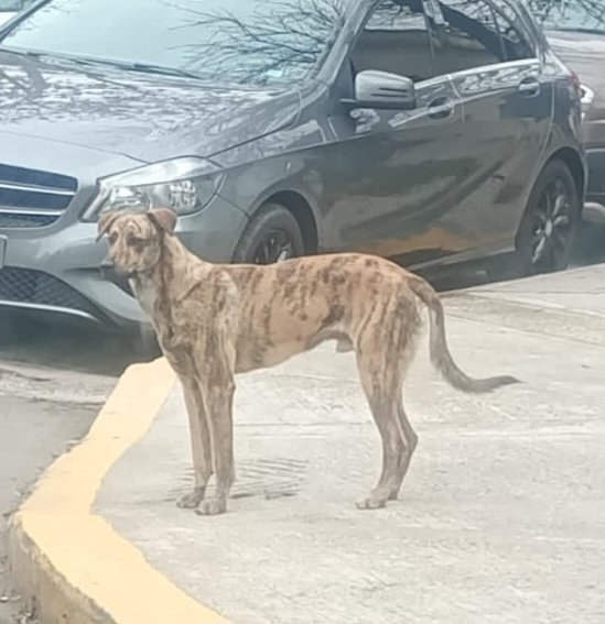 malalu074's tweet photo. Me ayudan a difundir?. Me pasaron ésta foto. Anda dando vueltas por Devoto zona Habana y Benito Juárez RT @marchisergio @laurasa321368 @lavozdelosotros https://t.co/xH578sc4X8