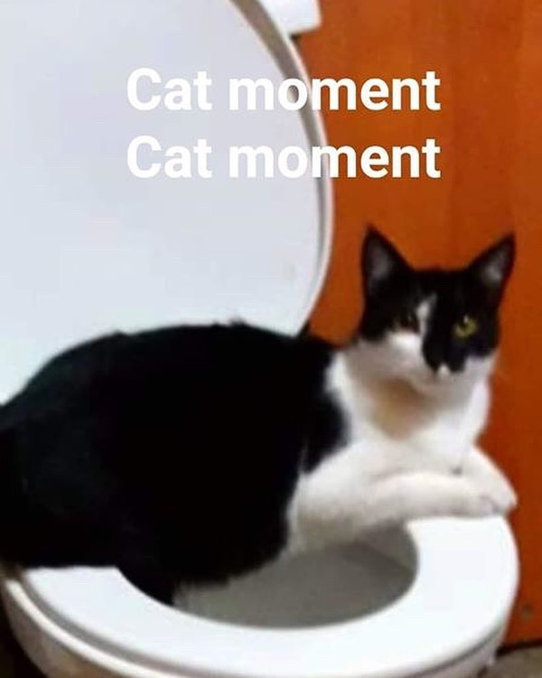 timelady__cat's tweet photo. онорери https://t.co/lDDQHCf3Jm