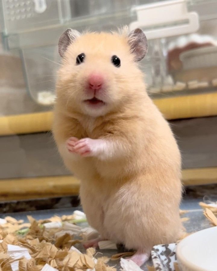 modricseyes's tweet photo. he looks like a hamster https://t.co/4wgIBN582z