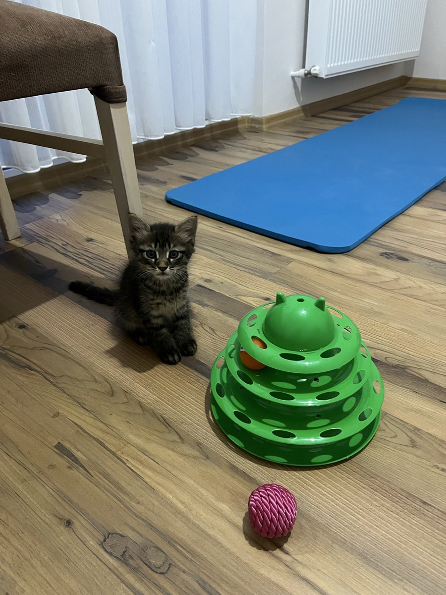 eylululusah's tweet photo. SAHİPLENDİRME İLANI: İZMİT/KOCAELİ 

Bu bebek işlek bir caddede bulundu. Araç kaputundan düşmüş. Yaklaşık 3 aylık oyuncu bir erkek. 

👉🏻Geçici evine alan kişi yarın şehir dışında çıkacağı için sokağa salınacak.

Kısırlaştırma+takip şartıyla sahiplendirilecek. Lütfen yuva bulalım. https://t.co/bG9Y59q2F0