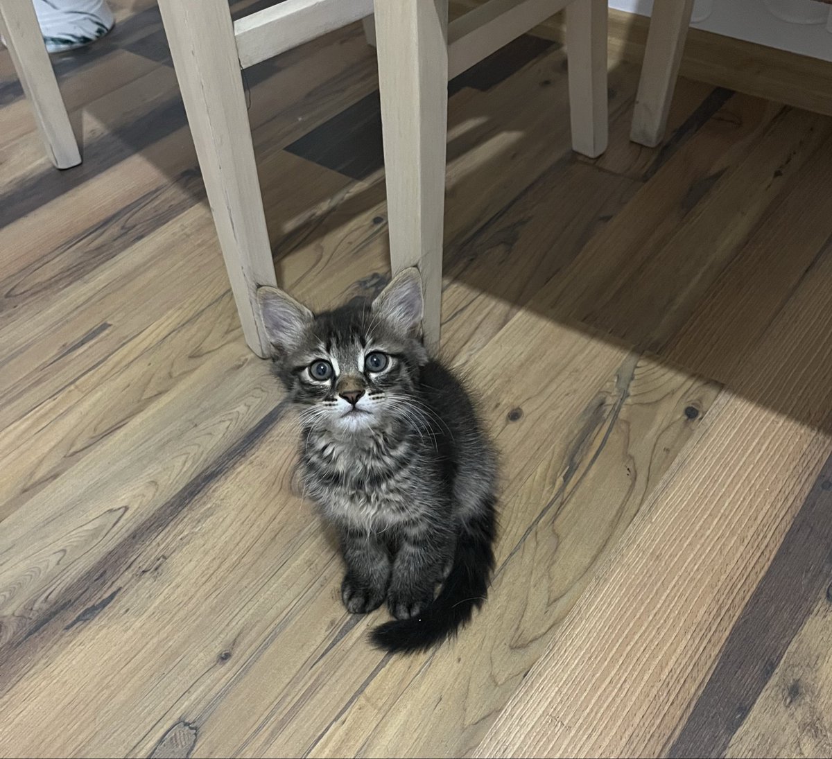 eylululusah's tweet photo. SAHİPLENDİRME İLANI: İZMİT/KOCAELİ 

Bu bebek işlek bir caddede bulundu. Araç kaputundan düşmüş. Yaklaşık 3 aylık oyuncu bir erkek. 

👉🏻Geçici evine alan kişi yarın şehir dışında çıkacağı için sokağa salınacak.

Kısırlaştırma+takip şartıyla sahiplendirilecek. Lütfen yuva bulalım. https://t.co/bG9Y59q2F0