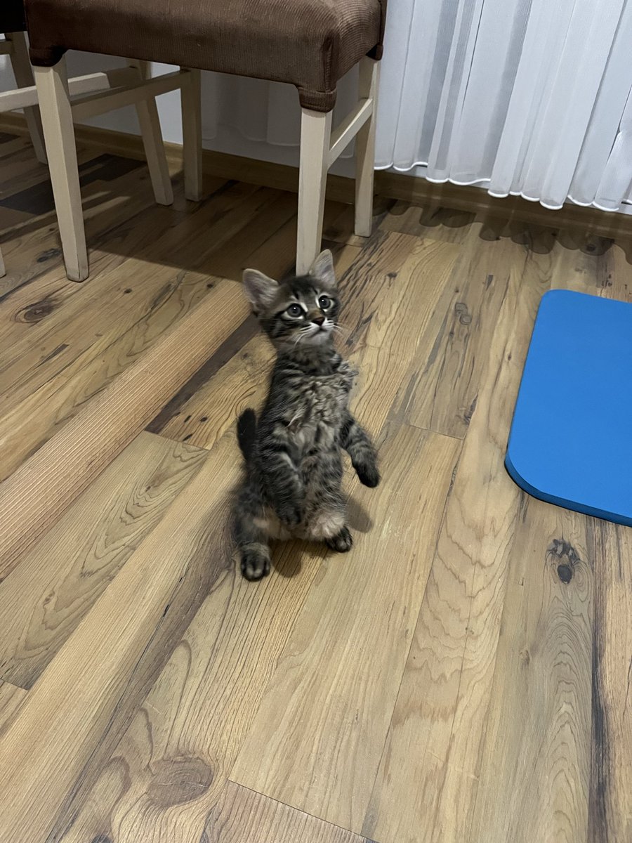 eylululusah's tweet photo. SAHİPLENDİRME İLANI: İZMİT/KOCAELİ 

Bu bebek işlek bir caddede bulundu. Araç kaputundan düşmüş. Yaklaşık 3 aylık oyuncu bir erkek. 

👉🏻Geçici evine alan kişi yarın şehir dışında çıkacağı için sokağa salınacak.

Kısırlaştırma+takip şartıyla sahiplendirilecek. Lütfen yuva bulalım. https://t.co/bG9Y59q2F0