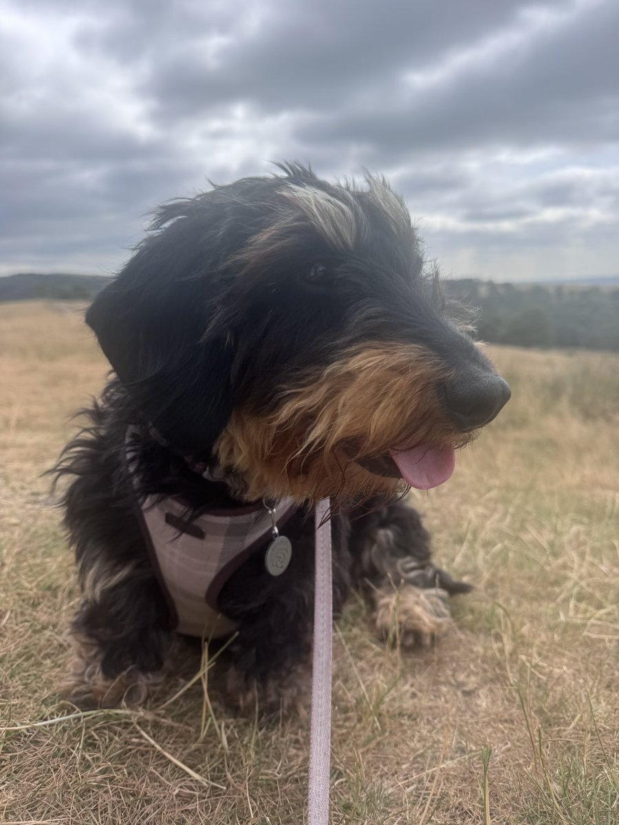Princess Isabella Dachshund tweet media