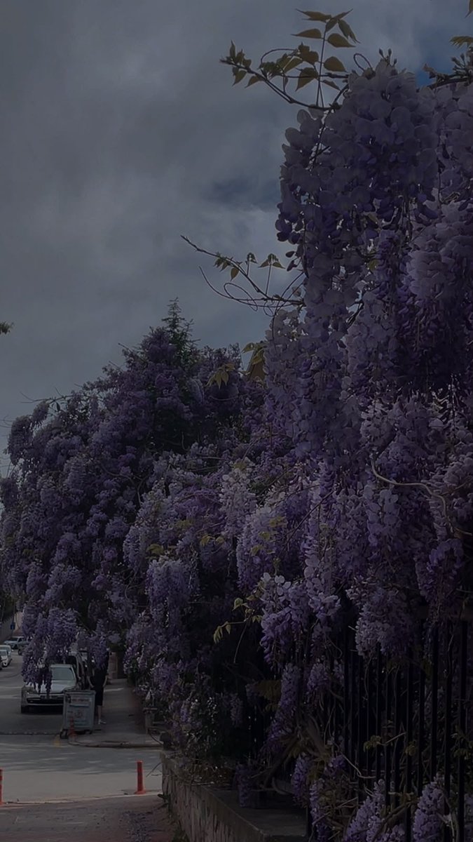 lunatodd_'s tweet photo. purple flowers make every street look like fantasy DLC https://t.co/B8s66OI0UF