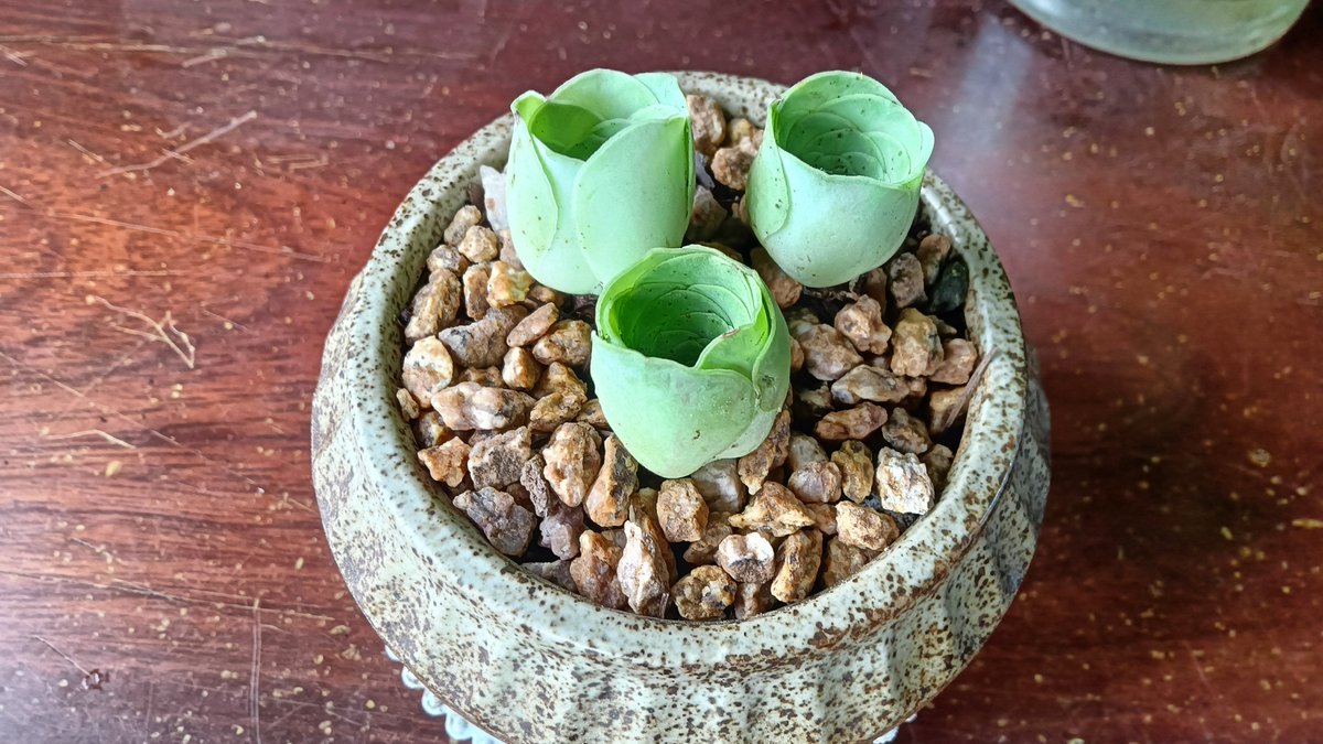 biJNEqiKo7uktlR's tweet photo. Turn an old mason jar into a stunning desktop succulent planter in 5 mins—zero fancy tools needed! https://t.co/ryBpPW0igx