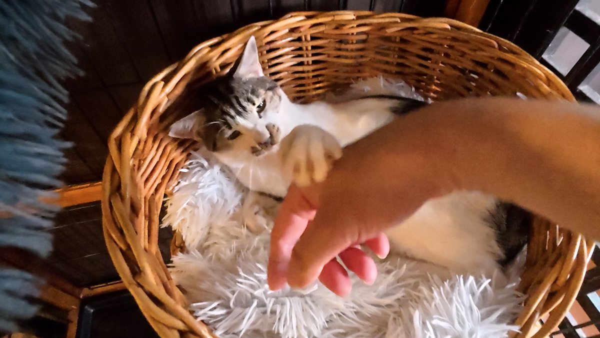 horiman2993's tweet photo. https://t.co/PAM4zVMuwv
保護猫カフェcalmにいるビビりハチワレ猫兄妹わさび君としちみちゃんはケージで引きこもりです
この日しちみちゃんは初めてへそ天で遊んでくれるという奇跡の瞬間に立ち会うことができました
わさび君はソファーの下にいましたが遊んでくれたり確実に慣れてくれています https://t.co/QGL2FyvIXP