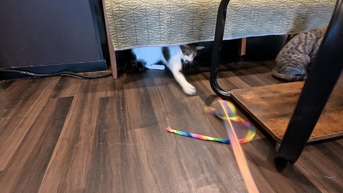 horiman2993's tweet photo. https://t.co/PAM4zVMuwv
保護猫カフェcalmにいるビビりハチワレ猫兄妹わさび君としちみちゃんはケージで引きこもりです
この日しちみちゃんは初めてへそ天で遊んでくれるという奇跡の瞬間に立ち会うことができました
わさび君はソファーの下にいましたが遊んでくれたり確実に慣れてくれています https://t.co/QGL2FyvIXP