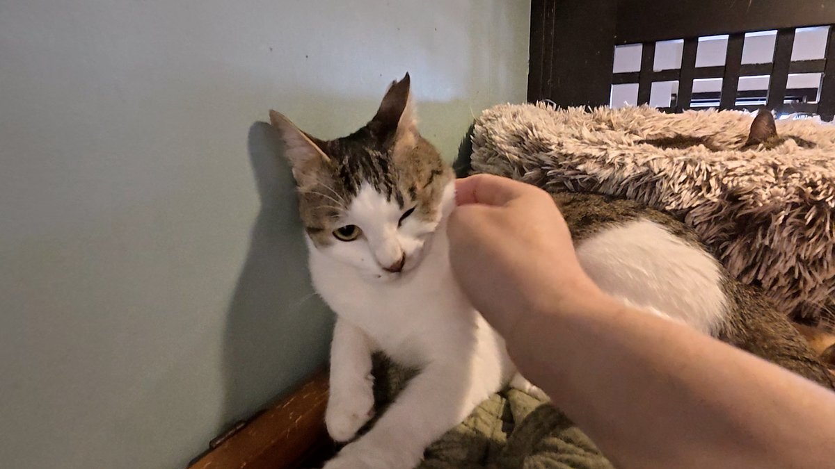 horiman2993's tweet photo. https://t.co/PAM4zVMuwv
保護猫カフェcalmにいるビビりハチワレ猫兄妹わさび君としちみちゃんはケージで引きこもりです
この日しちみちゃんは初めてへそ天で遊んでくれるという奇跡の瞬間に立ち会うことができました
わさび君はソファーの下にいましたが遊んでくれたり確実に慣れてくれています https://t.co/QGL2FyvIXP