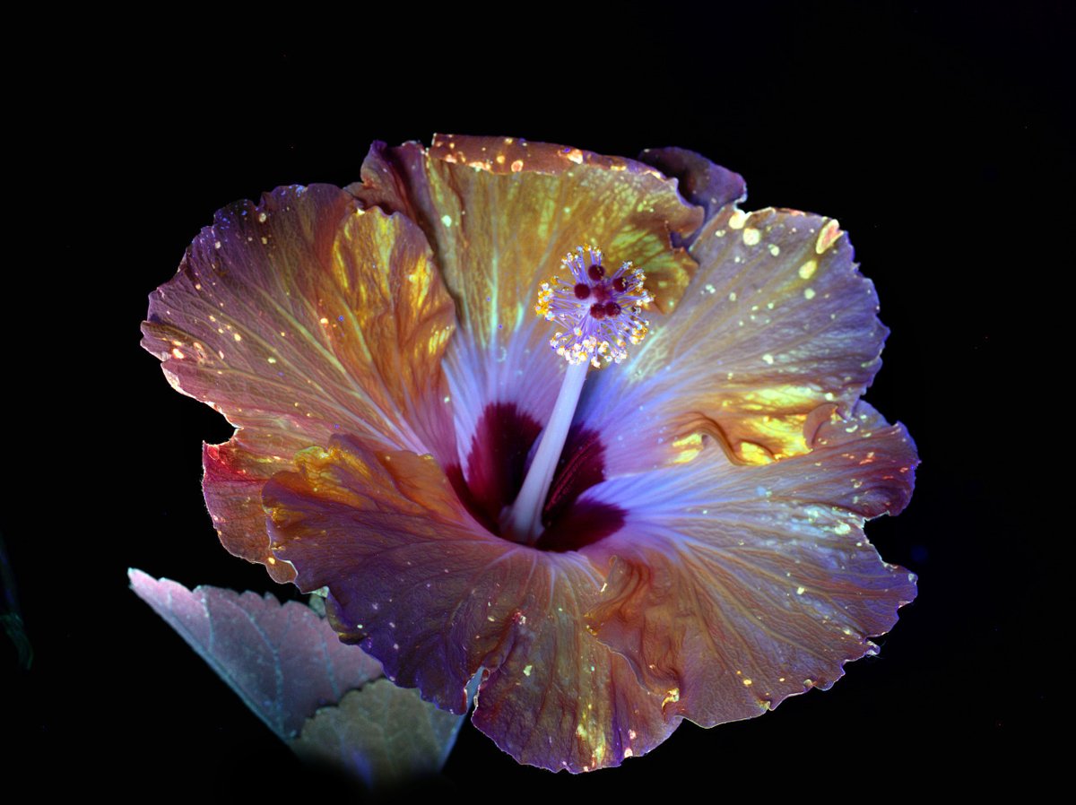 kikillo's tweet photo. A hibiscus flower under ultraviolet light, shining for the polinators. https://t.co/gkqhfvt4Qp