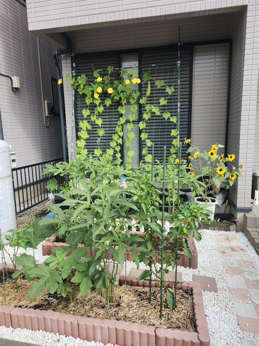 tstone19590922's tweet photo. 庭が夏だ～🌞 https://t.co/RkIp4bJsm9
