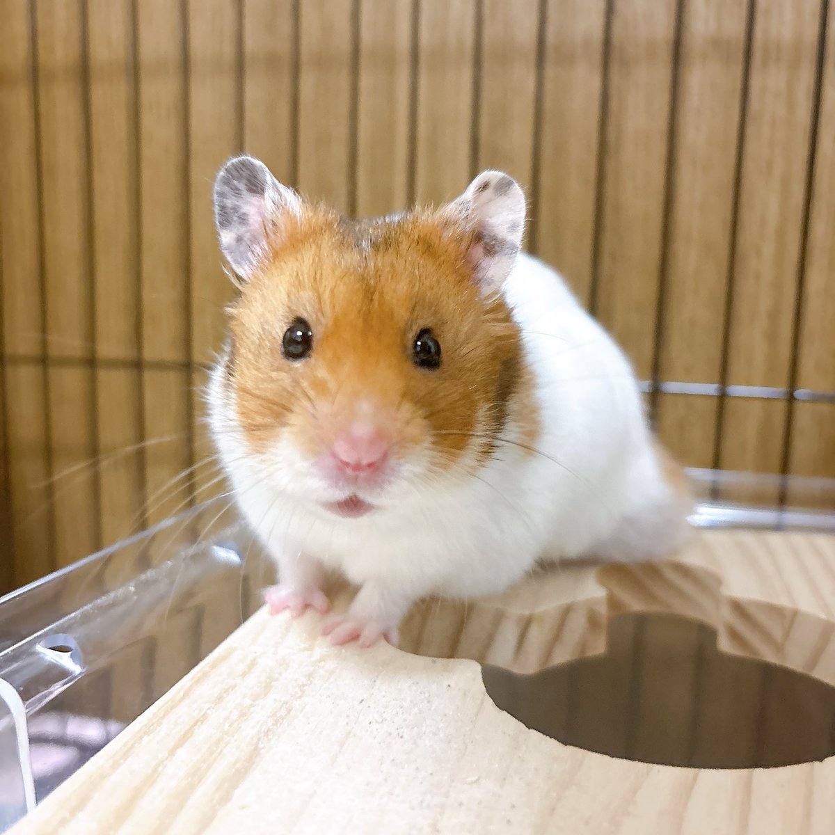 はむやなぎ tweet media
