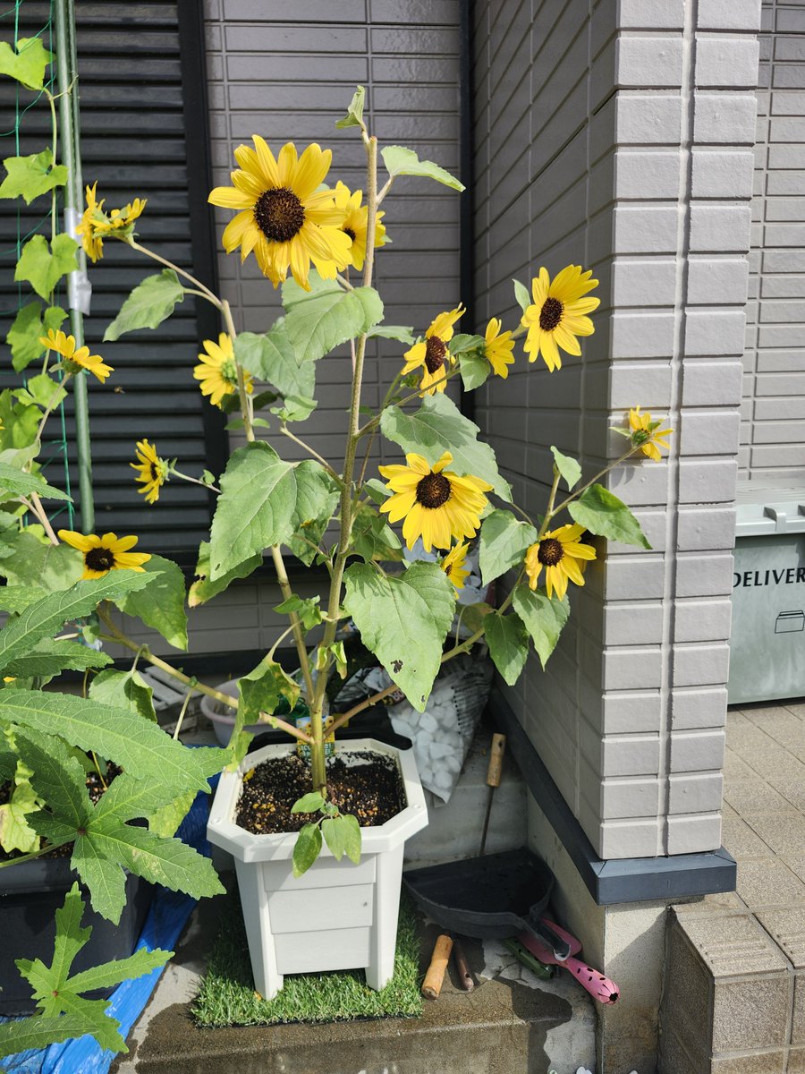 tstone19590922's tweet photo. 庭が夏だ～🌞 https://t.co/RkIp4bJsm9