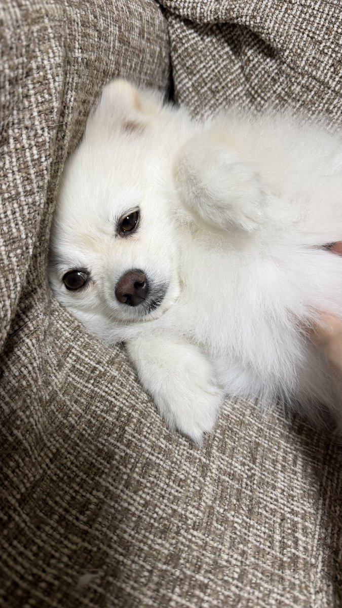 pomesorry's tweet photo. ソファにめりこみすぎ https://t.co/CeuetxPSwb