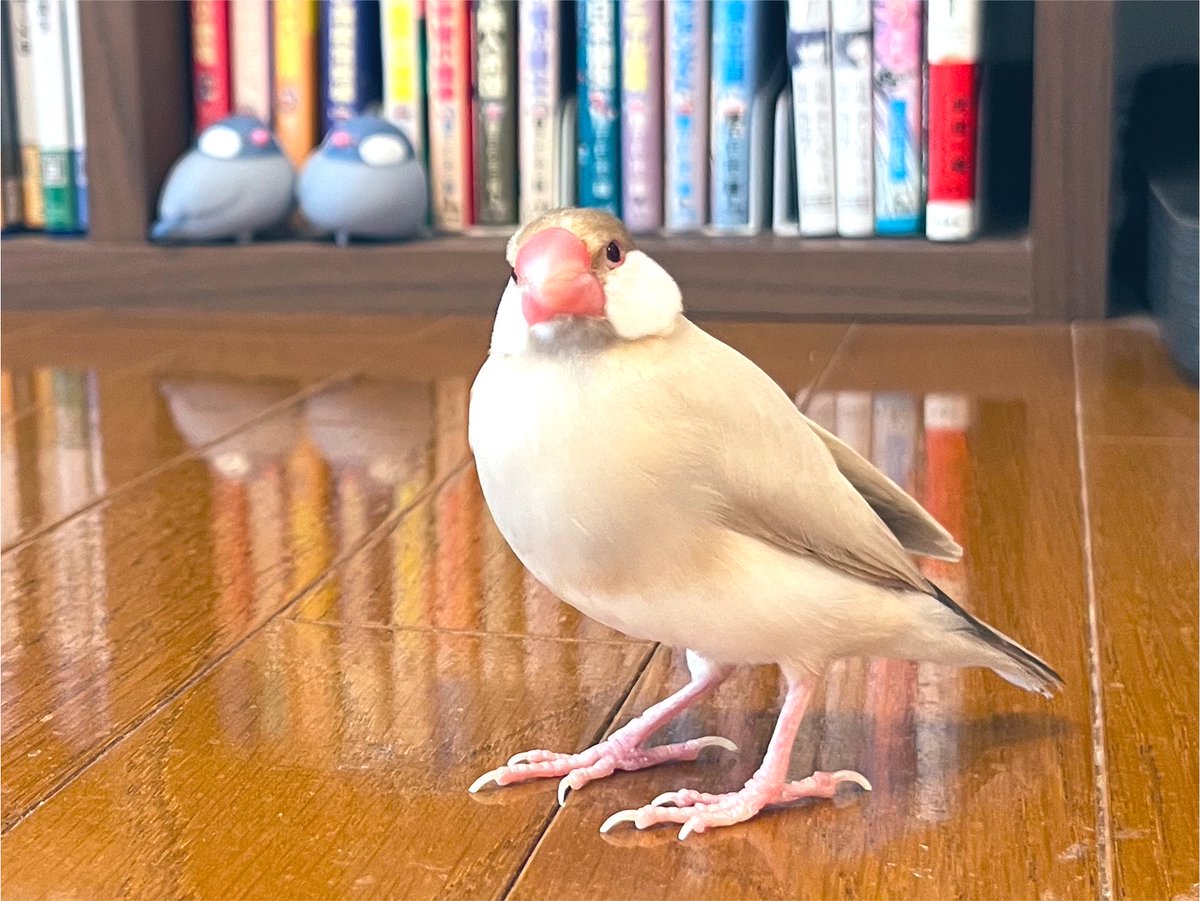 MIYAKEHISAKO's tweet photo. おはようございます😃
#文鳥
#javasparrow
#うたくん
#よい週末を https://t.co/xnUfRL7MxZ