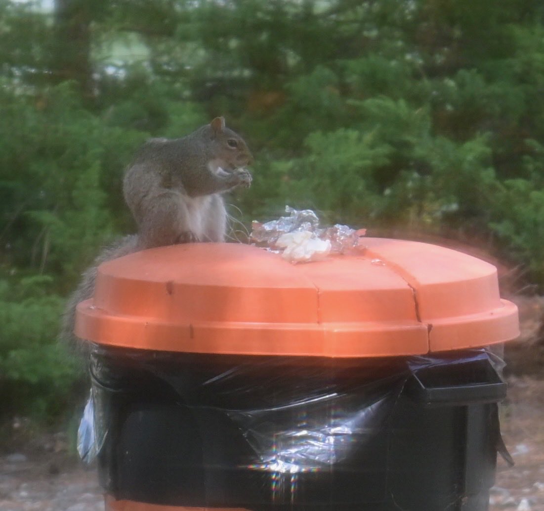 ColinTrant's tweet photo. That’s a 6.2 largemouth, and an eagle, and a baby loon, and a squirrel eating out of the trashcan https://t.co/0HUGIYTrjf
