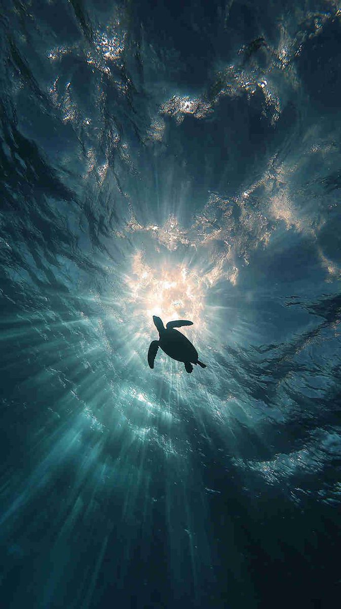 naturebeautyh's tweet photo. Cute Sea Turtle https://t.co/hpQsm0RsMS