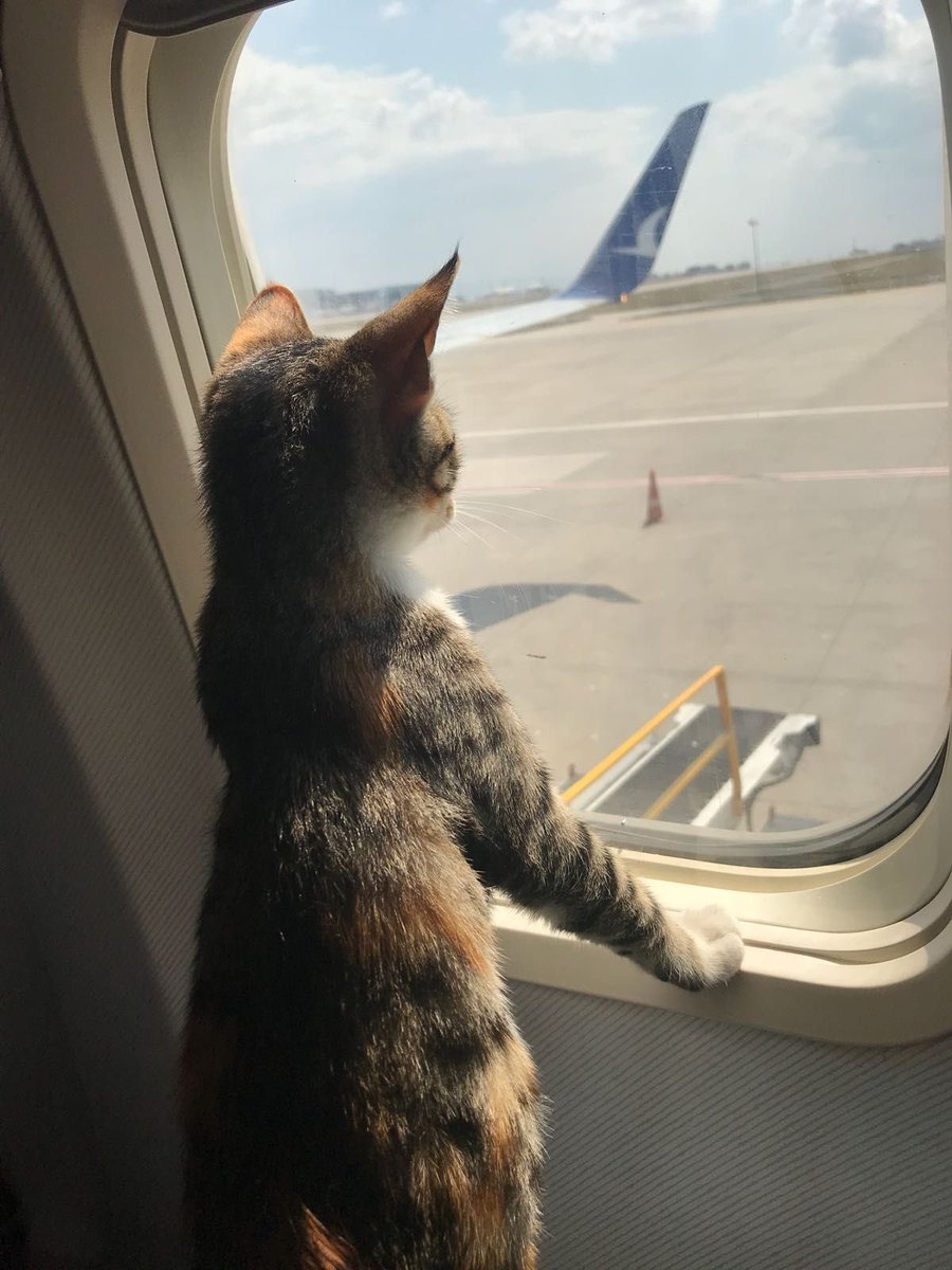 millkberrycats's tweet photo. ooo where’s the kitty going ✈️ https://t.co/DVYqI2JJeC