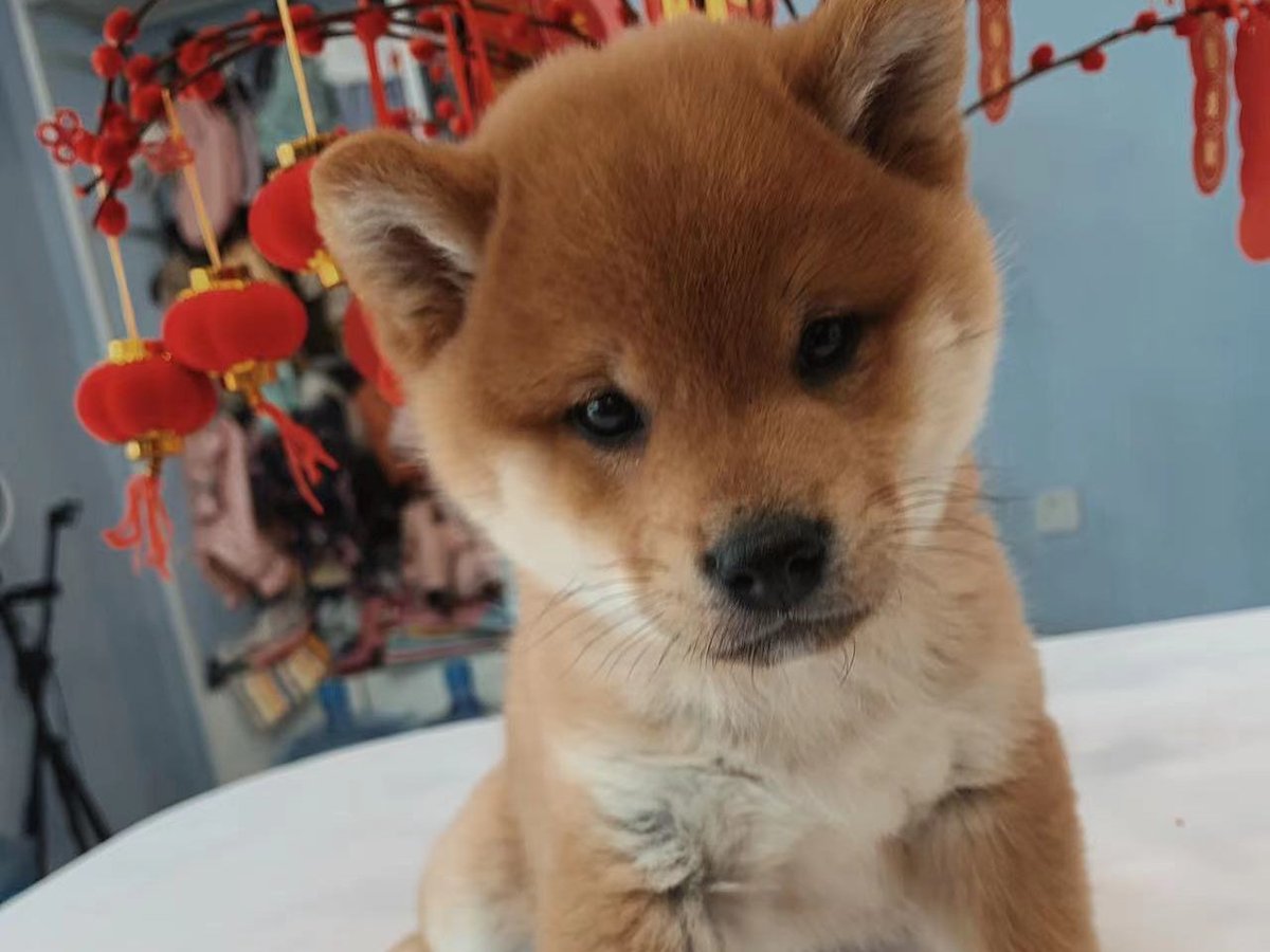 Guilher43066201's tweet photo. Puppy Mango hit 4 months today! From squishy tiny ball to zooming furball—snuggles u0026 chaos, our favorite daily combo https://t.co/5gyuIgj7uE