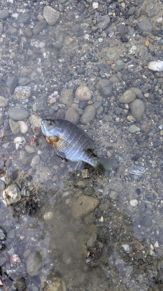 InYourMachine17's tweet photo. Here's some of the various fish I've managed to catch and release this year!  Unfortunately that first bass ended up destroying my favorite wooly bugger but oh well https://t.co/3TWWTyUSYY