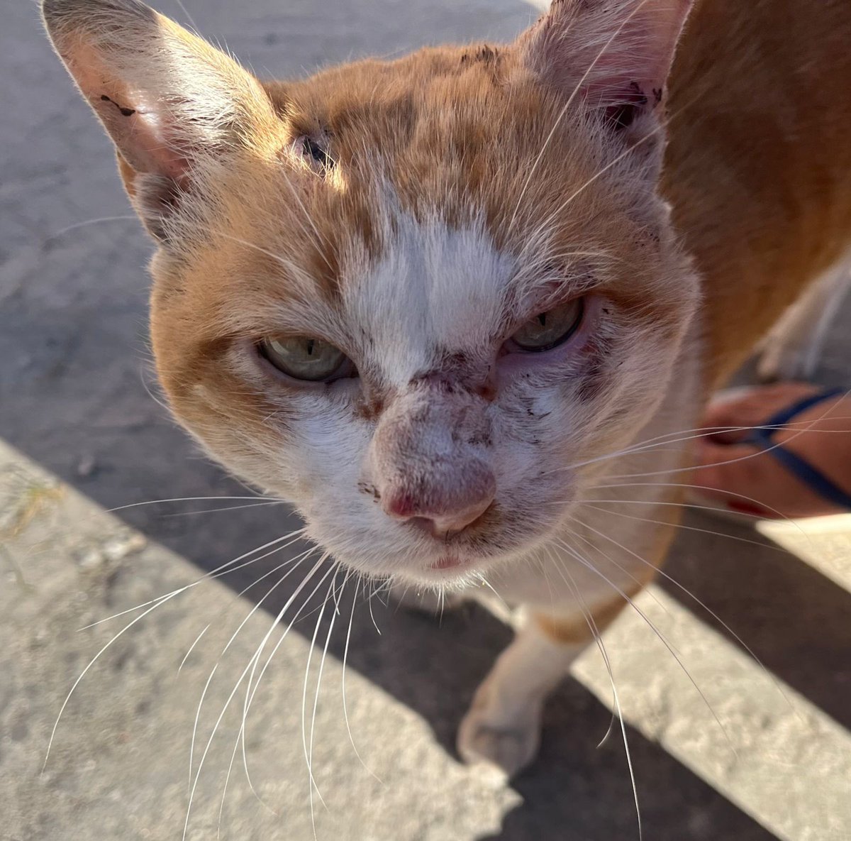 AbrigoMeimei's tweet photo. Pra que esse perfil não vire apenas pedidos de ajuda desesperados, vejam que coisa linda! Vocês devem se lembrar do Tubarão, gatinho FIV e FeLV positivo que foi adotado pela @/iiisassouza há alguns meses. O Tutu era um gatinho bem arredio porque foi vítima de maus-tratos. As agressões que ele sofreu deixaram marcas físicas e mentais, então precisamos de tempo e paciência até ele se tornar um gatinho que confiasse novamente no ser humano.

A novidade vem agora: o Calleri, que estava no abrigo há mais de 2 anos após tratamento de esporotricose, foi escolhido pra ser irmão do Tubarão. Ele, que também é FIV e FeLV positivo, chamou a atenção da Isa e do namorado dela gritando por atenção quando eles vieram adotar o Tubarão. Então, nesse meio tempo, fizemos um combinado: eles iriam se organizar para adotar um segundo gato e eu ia me organizar para testar o Calleri e deixá-lo pronto pra ir pra casa.

Não tínhamos feito isso antes porque o Calleri era um gato muito brigão, seria impossível deixá-lo no mesmo espaço dos outros. Ele brigava muito, exceto com um: o Tutu. Quando eles se encontravam entre as grades durante o passeio de um ou outro, nunca houve nenhum estranhamento. Parecia perfeito, e foi! O que poderia ser uma notícia ruim (o positivo nos testes de FIV e FeLV), foi comemorado, já que eles poderiam morar juntos!

A adaptação foi orientada e relativamente rápida, como se eles já lembrassem um do outro. Eles que compartilharam dias de abrigo em gaiolinhas, agora compartilham juntos uma cama, um pai e uma mãe, um lar com muito amor e carinho.

Coisas boas acontecem, também! Devemos acreditar!

Deixei umas fotos do Calleri antes de vir pra cá pra vocês verem como a esporo foi ruim com ele, mas deu tudo certo!

Calleri e Tutu, que honra ver vocês sendo amados como vocês merecem! Todo amor do mundo pra essa família linda! 🧡🤍