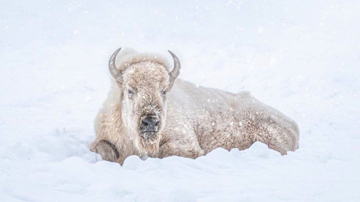 APTNNews's tweet photo. After a decline in health, Blizzard, Assiniboine Park Zoo's beloved white bison sadly passed away during a procedure. 

The zoo is now working with Indigenous advisors to honour Blizzard’s life and legacy.
https://t.co/poIiOqukwv https://t.co/hK0yKn0l4s