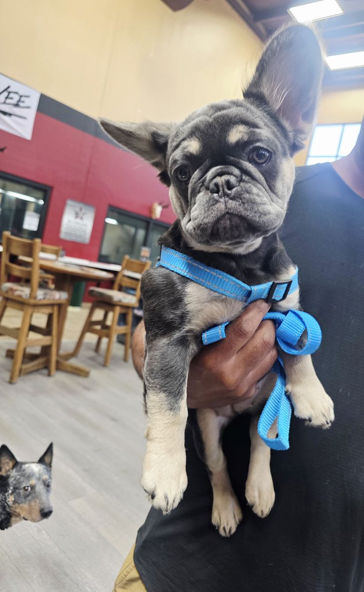DCFGuns's tweet photo. #DogsofDCF #DCFFamily https://t.co/qW2JKI7dBX