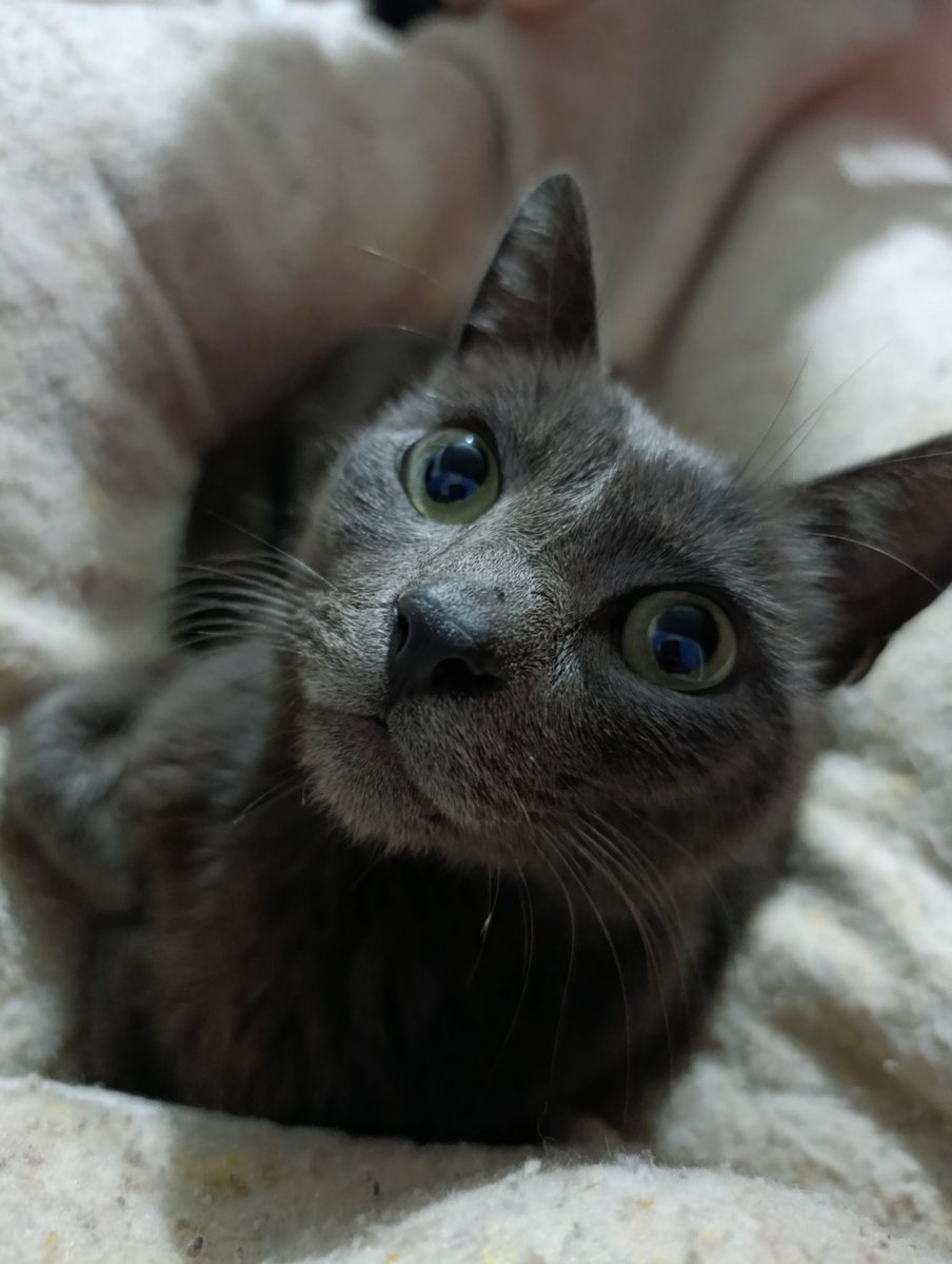beluencero__'s tweet photo. buenas noches gordos, una vez más les pedimos un RT para colaborar con el alimento de los gatitos, es a voluntad y cualquier tipo de ayuda es más que bienvenida y agradecida, también les cuento que la gatita ya tiene hogar !! ❤️
ASAR.INTENSOS.TELAR https://t.co/b6lDEWxQMF