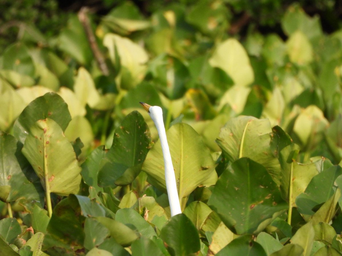trubirdfax's tweet photo. hey is anyone missing a q-tip…? https://t.co/WVthhf0zDs