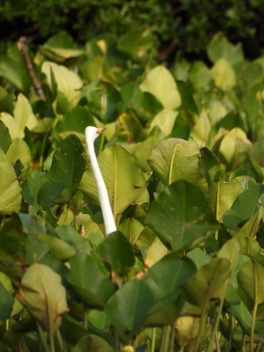 trubirdfax's tweet photo. hey is anyone missing a q-tip…? https://t.co/WVthhf0zDs