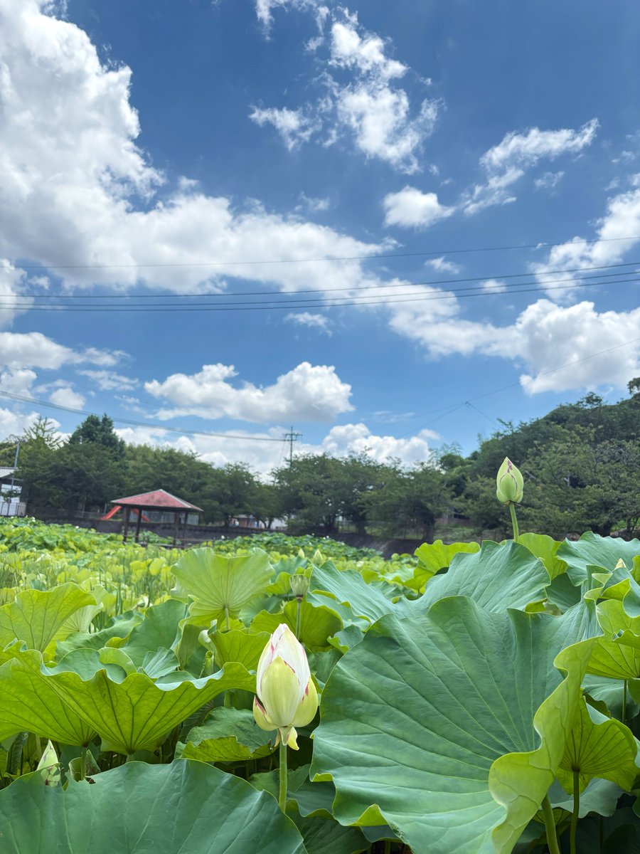 kayonun's tweet photo. おはようございます☀
なーんだか疲れがとれませんね〜

青空綺麗〜と見る気持ちを忘れがち

今日は、帰省してくる娘を迎えに北九州空港へ💨
マンション住まいの娘、我が家の暑さに驚くんじゃないかな　笑
リビング出たら熱帯🫠

今日もつつがなく〜𓈒𓂂𓏸♡ https://t.co/47PDl80zNL