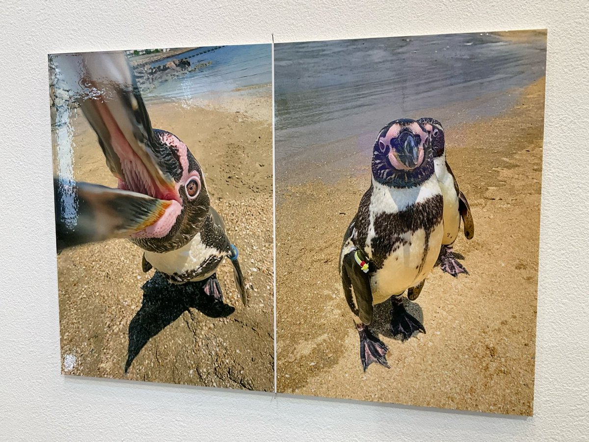baconcoltd's tweet photo. 【会期はいよいよ明日まで】
#ペンぎょ展 2026

ペンギンと金魚の魅力が詰まった作品やグッズに出会えるのも、いよいよ明日まで🐧🐠

気になっていた作品や限定アイテムを、この機会にぜひお楽しみください。

📍TGS.東京
📎https://t.co/1S1rgiFEYt
📅~7/26(日)まで

#東京イベント #金魚イベント #ペンギンイベント