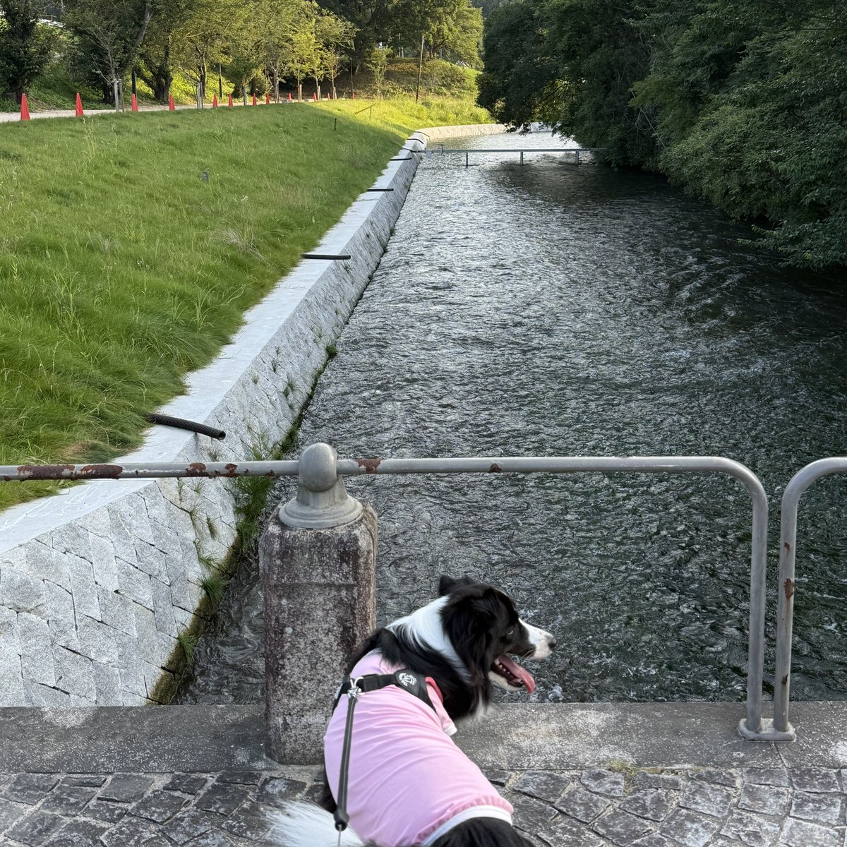 MiruBorder's tweet photo. 朝んぽ https://t.co/YbDqhotreu