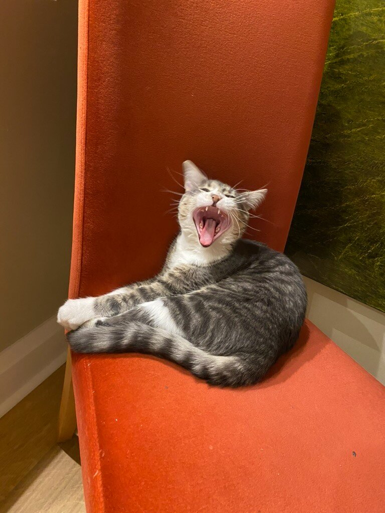 CarneyPurr67561's tweet photo. My response from the latest tariff threat. That and I've been napping through multiple time zones over the span of 5 days which is exhausting. 😸🇨🇦 https://t.co/ezypbtFfby