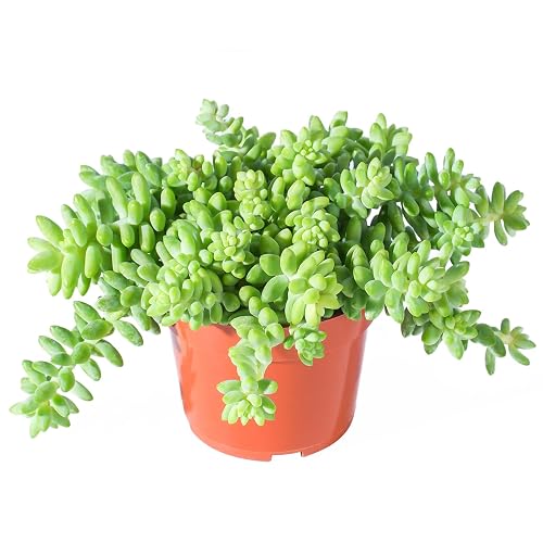 SpaceHuggle's tweet photo. I just received *Live* 4" Donkey's Tail Plant from brantgurga via Throne. Thank you so much!! https://t.co/bGVYuKthFY #Wishlist #Throne https://t.co/MnSGGJQrIW