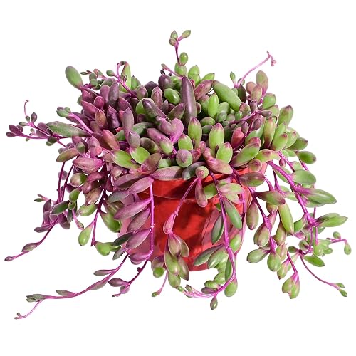 SpaceHuggle's tweet photo. I just received *Live* 4" Ruby Necklace Plant from brantgurga via Throne. Thank you so much!! https://t.co/bGVYuKthFY #Wishlist #Throne https://t.co/nD35hIotki
