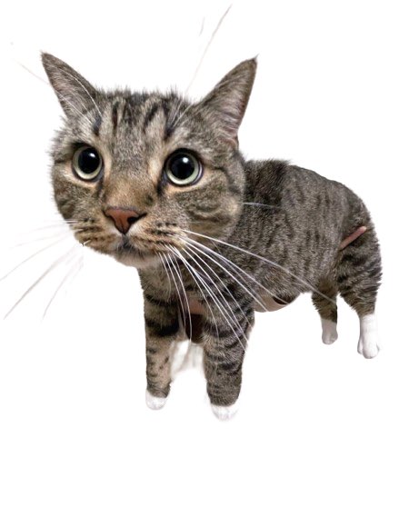 sockmeows's tweet photo. Someone please turn this into one of those funny wobbly gifs https://t.co/zo9V4woJ39