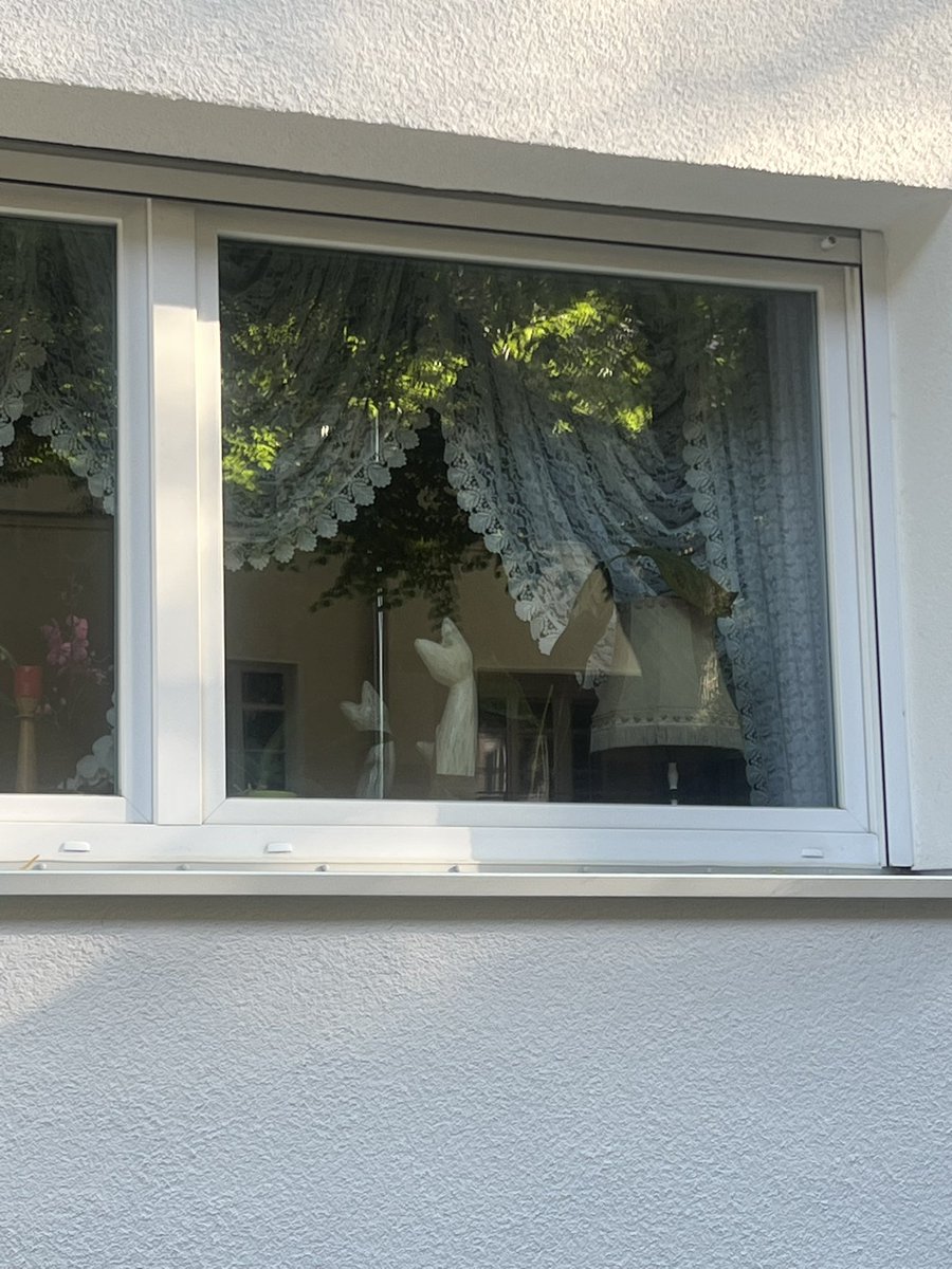NDEPZR's tweet photo. #cats in windows MARIENDORF #katzeninfenstern #catsofx #berlin #catsinwindows 07/26 [ /ᐠ ̥ ̣̮ ̥ ᐟ\ﾉ ] https://t.co/xoflDyKjga