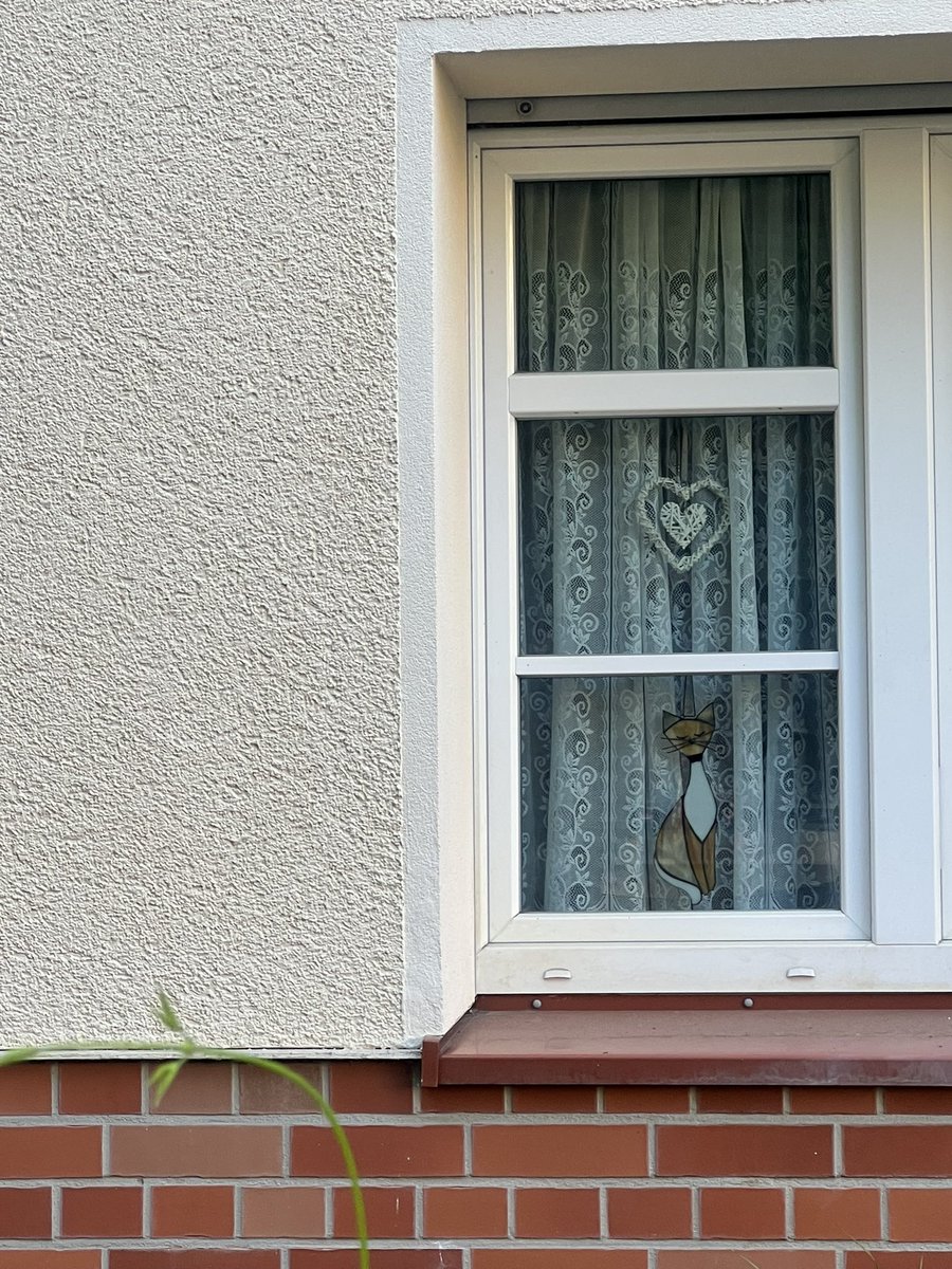 NDEPZR's tweet photo. #cats in windows MARIENDORF #katzeninfenstern #catsofx #berlin #catsinwindows 07/26 [ /ᐠ ̥ ̣̮ ̥ ᐟ\ﾉ ] https://t.co/xoflDyKjga
