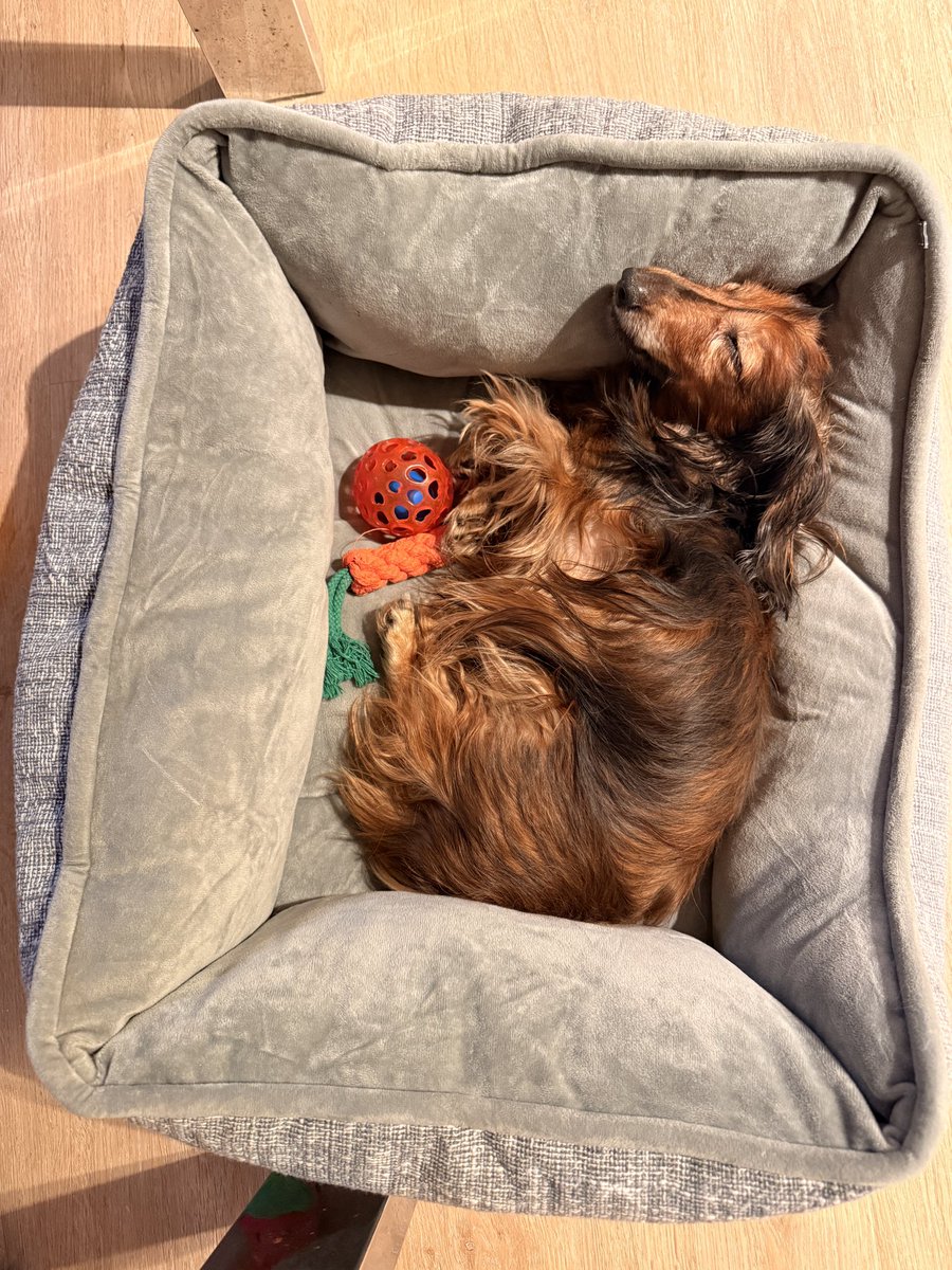 minh_vaan's tweet photo. And here’s the beauty I was dogsitting.

I fell in love.

Now I want a second dog even more, a she-dog this time, but common sense is still winning. For now… 

#Dachshund https://t.co/y5brp2D6pG