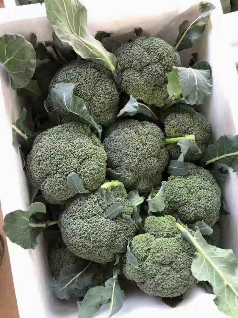 VerlineNotsx's tweet photo. Just grabbed fresh organic broccoli, cherry tomatoes, and free-range eggs from the local farmers’ market—perfect for tonight’s quick, healthy stir-fry ， https://t.co/2Q6Hv6hHRS