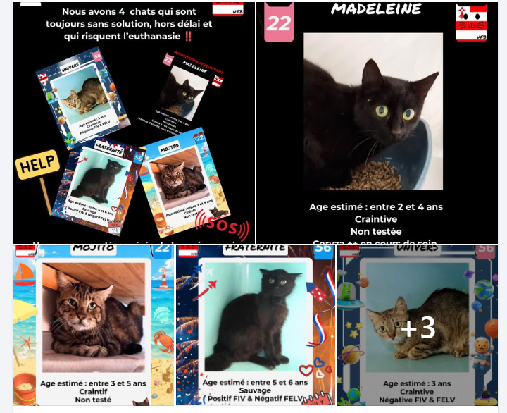 justineducern's tweet photo. Toujours aucune solution pour ces 4 chats ce soir vendredi.
J'ai appelé ttes les SPA Bretonnes,ttes sont débordées et n'ont plus aucune place de libre pour nous aider.
Nous ne savons plus quoi faire pour sauver ces chats🥹
Pas d'adoption, ou d'asso pour les prendre en charge😰 https://t.co/w3jYozPx0D