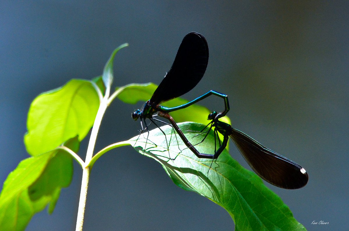 ptbo_scapes's tweet photo. Love in the Air: The Dazzling Dance of Ebony Jewelwing Damselflies!
In a stunning display of nature's beauty, a pair of ebony Jewelwing damselflies are gracefully entwined on a vibrant green leaf!

©Ken Oliver https://t.co/24sQVtjCqS
