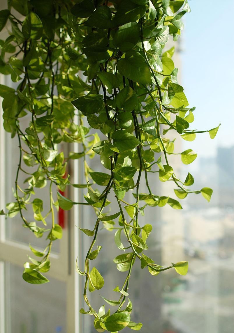 yongw_032's tweet photo. Keep your pothos thriving! Bright indirect light + weekly water when soil’s dry = happy, trailing houseplant ， https://t.co/iBnWPqT9fP