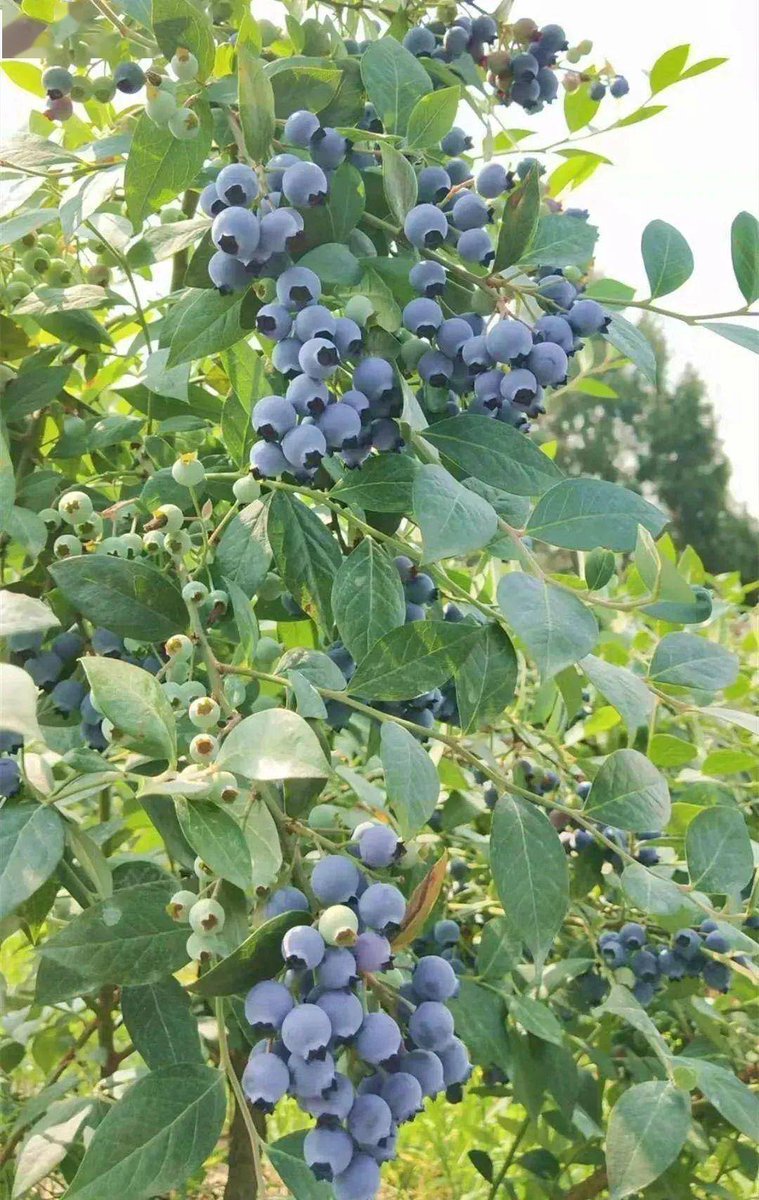 YMontesino2's tweet photo. Just tried the frozen wild blueberries from local farm! Sweet-tart, plump, no added sugar—perfect for morning smoothies or oatmeal. Game-changer for quick, healthy snacks. #HealthyEats #FoodFind， https://t.co/lXPIXDExB0
