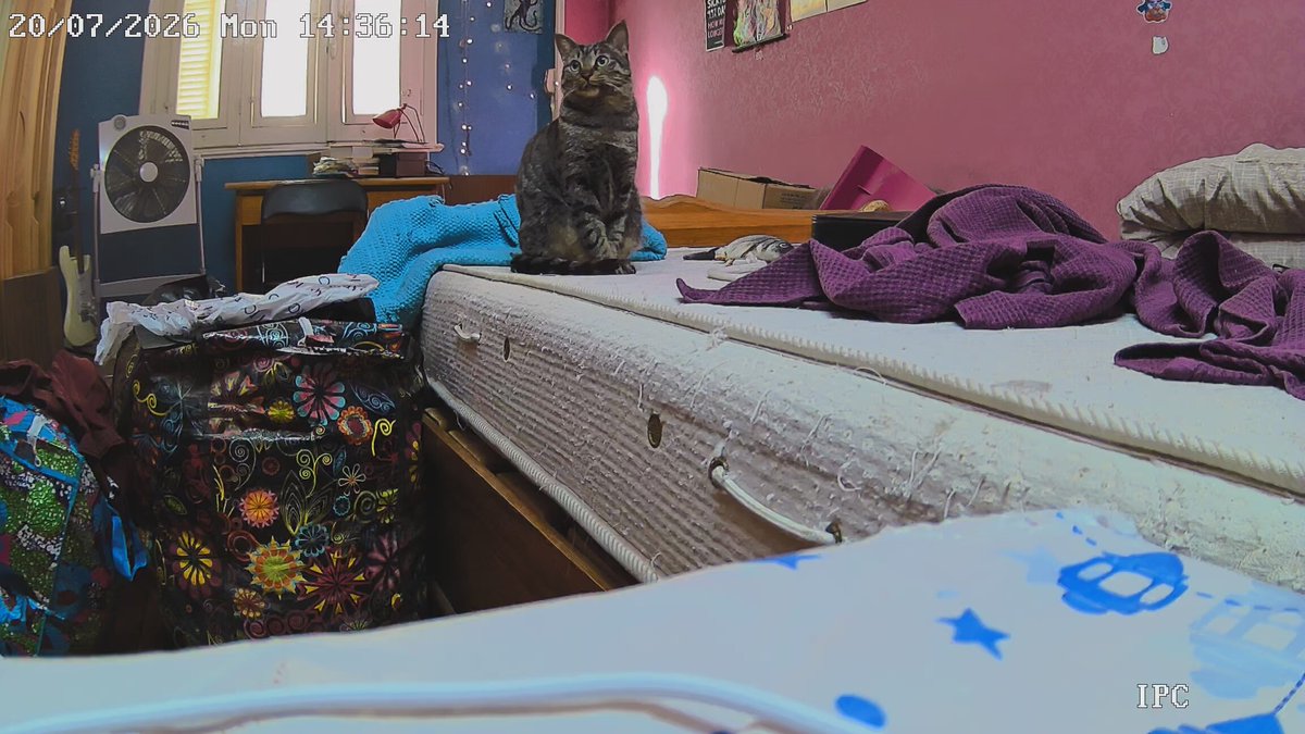 acidandmush's tweet photo. watching juno on the home cam and seeing how confused he is because I'm not there is just fucking heartbreaking https://t.co/D79cvCrGYF