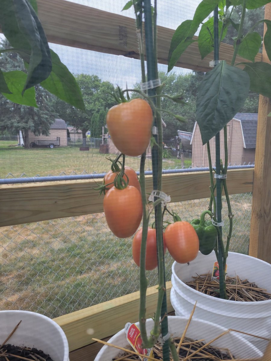 Beagreatyoomin's tweet photo. #mylittlefarm
Ready to pick in the next 3 days https://t.co/rCPhzW4J3o