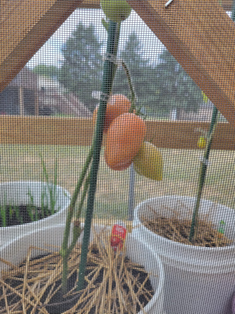 Beagreatyoomin's tweet photo. #mylittlefarm
Ready to pick in the next 3 days https://t.co/rCPhzW4J3o