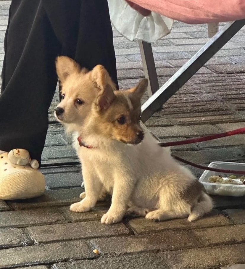 Lili_Posts's tweet photo. Thought this dog had two heads for a second https://t.co/tZBm1QJTiq